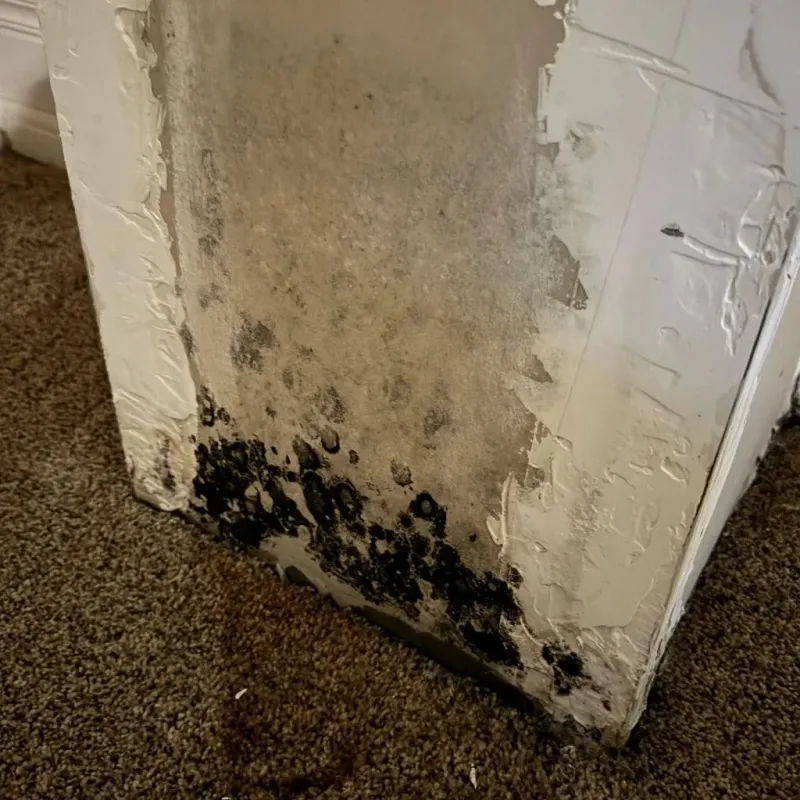 Professional Mold Removal in Asheboro, NC